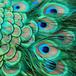peacock-feathers
